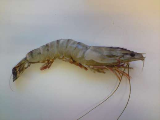Black Tiger prawns, raw, head on, tail on shell on 16/20, glaz.