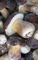 Mushrooms Boletus Edulis, EU iqf whole 5-10 cm 10kg
