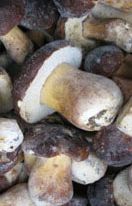 Mushrooms Boletus Edulis, EU iqf whole 5-10 cm 10kg - Click Image to Close